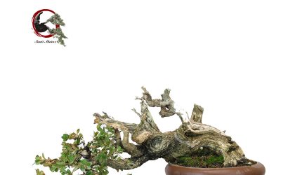 BUXUS BALEARICA