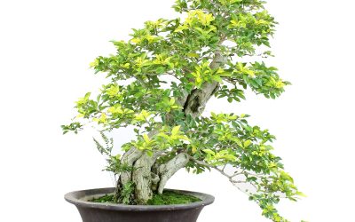 DURANTA