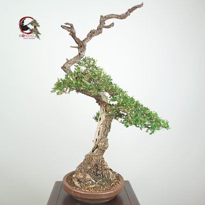 OLEA EUROPAEA VAR. SYLVESTRIS