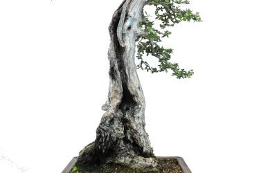 OLEA EUROPAEA VAR. SYLVESTRIS