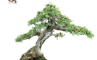 OLEA EUROPAEA VAR. SYLVESTRIS