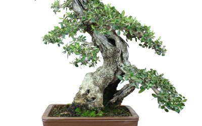 OLEA EUROPAEA VAR. SYLVESTRIS