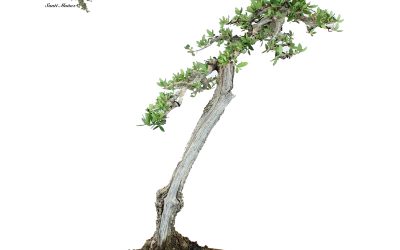OLEA EUROPAEA VAR. SYLVESTRIS