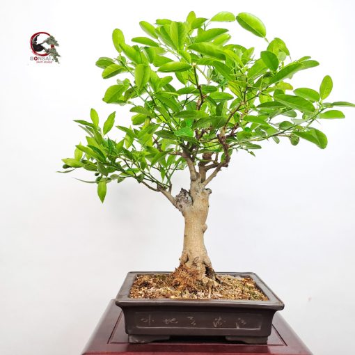LIMEQUAT