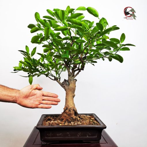 LIMEQUAT - Imagen 4