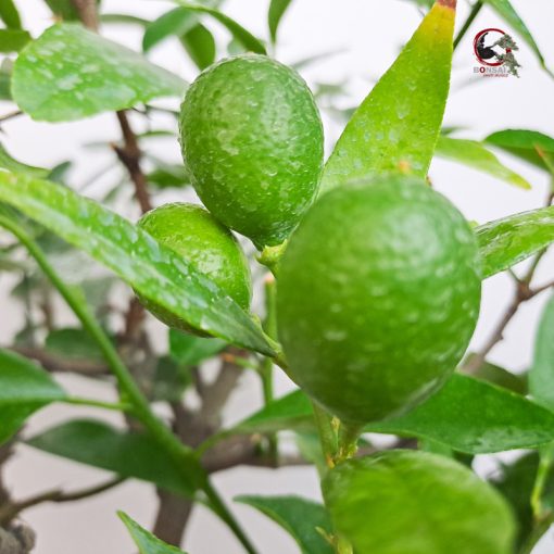 LIMEQUAT - Imagen 2
