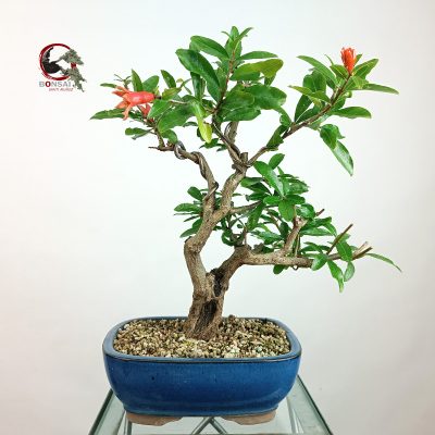 PÚNICA GRANATUM NEJIKAN/GRANADO