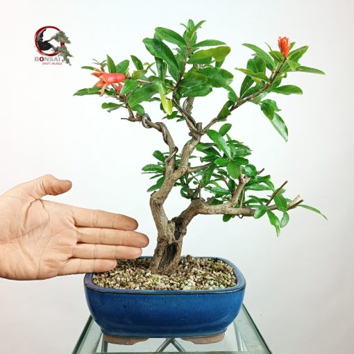 PÚNICA GRANATUM NEJIKAN/GRANADO - Imagen 2