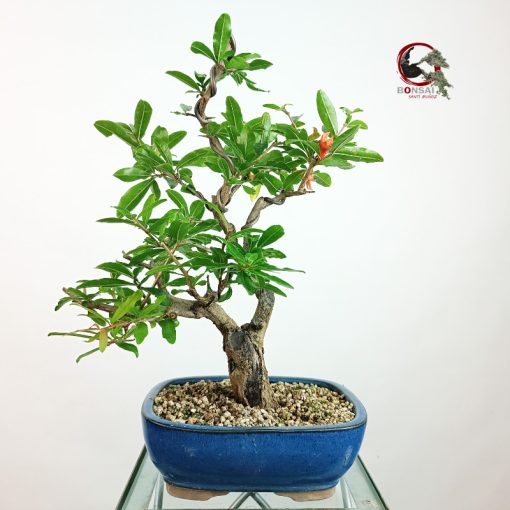 PÚNICA GRANATUM NEJIKAN/GRANADO - Imagen 3