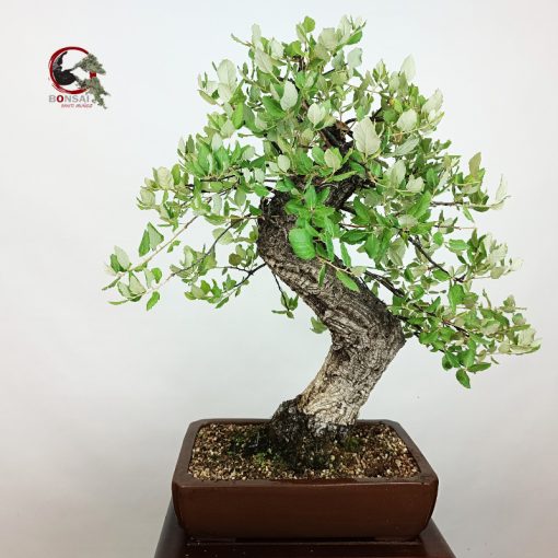 ALCORNOQUE-QUERCUS SUBER