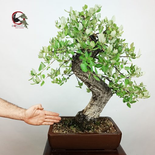 ALCORNOQUE-QUERCUS SUBER - Imagen 2