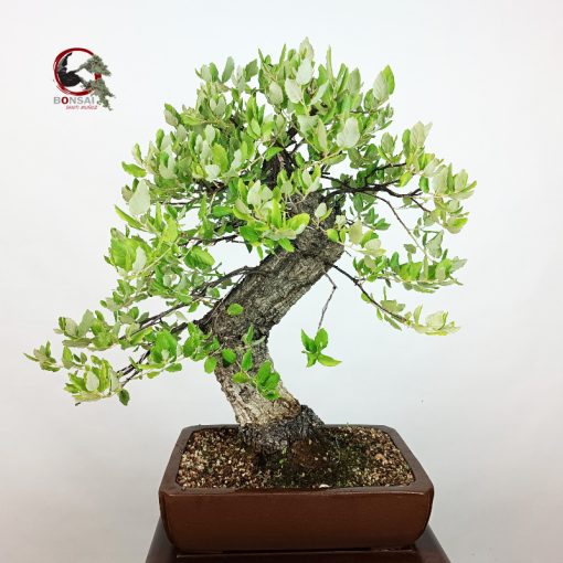 ALCORNOQUE-QUERCUS SUBER - Imagen 3