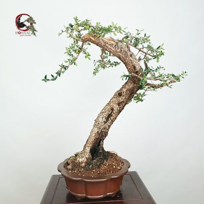 OLEA VAR SYLVESTRIS