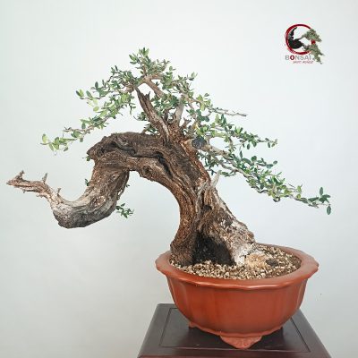 OLEA VAR SYLVESTRIS