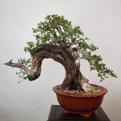 OLEA VAR SYLVESTRIS