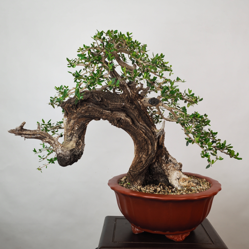 OLEA VAR SYLVESTRIS