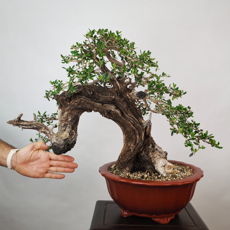 OLEA VAR SYLVESTRIS - Imagen 2