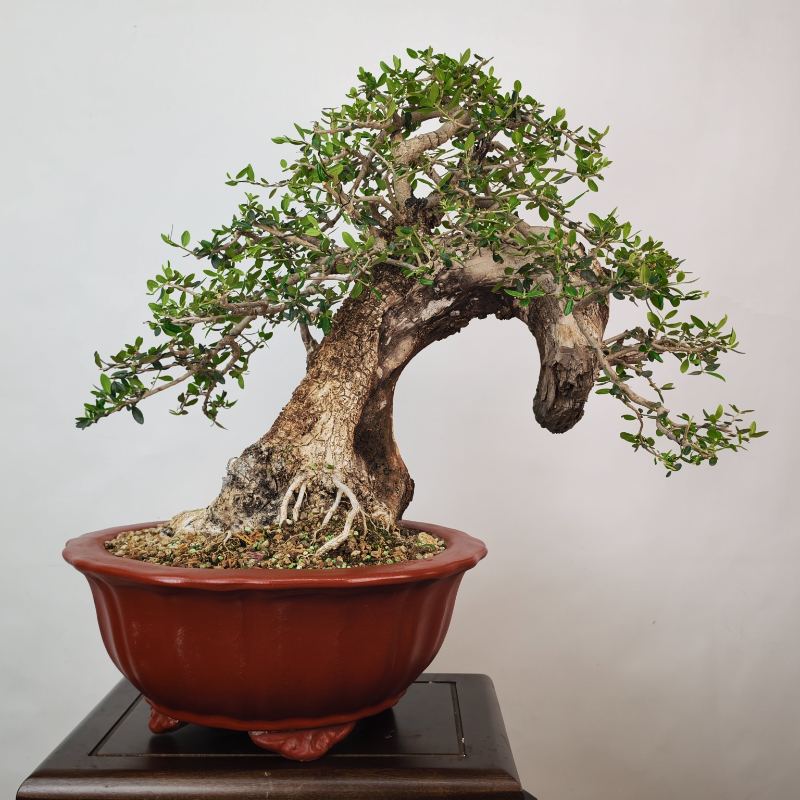 OLEA VAR SYLVESTRIS - Imagen 3