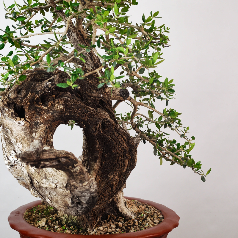 OLEA VAR SYLVESTRIS - Imagen 4