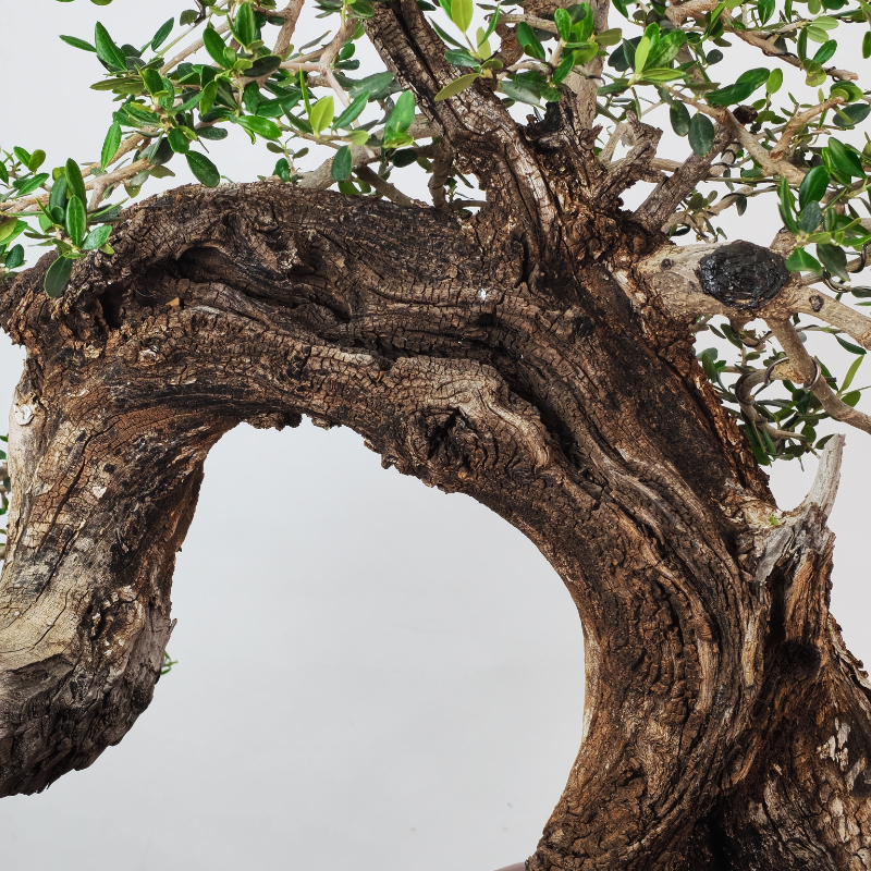 OLEA VAR SYLVESTRIS - Imagen 8