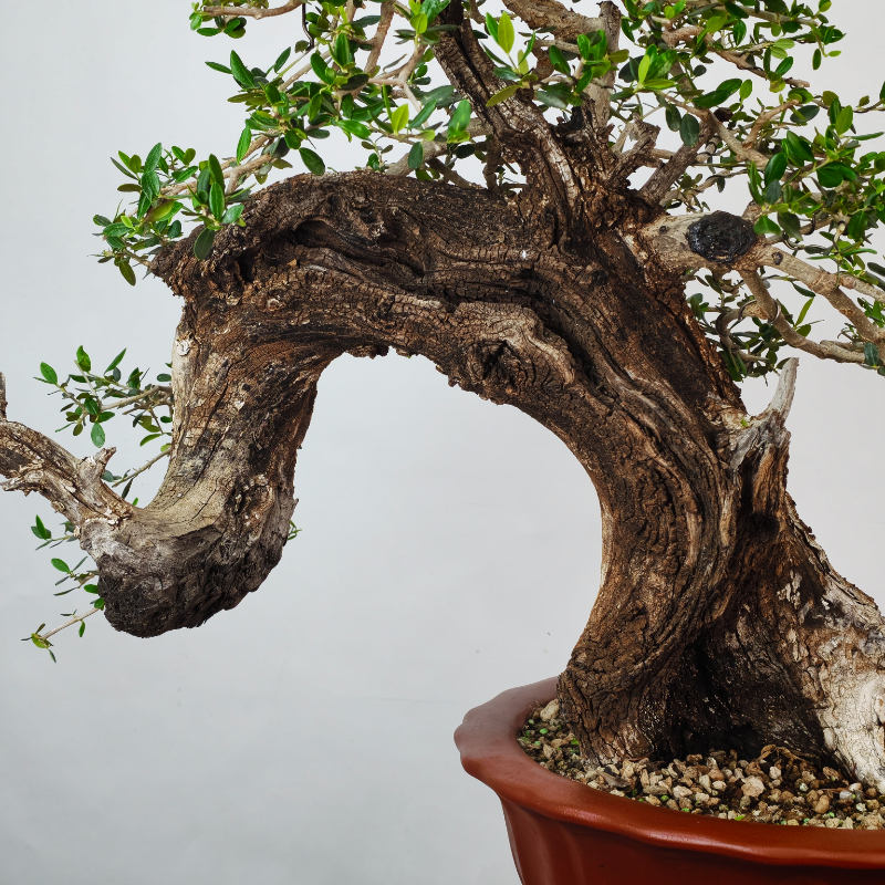OLEA VAR SYLVESTRIS - Imagen 7