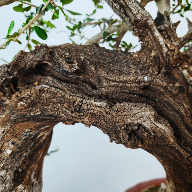 OLEA VAR SYLVESTRIS - Imagen 6