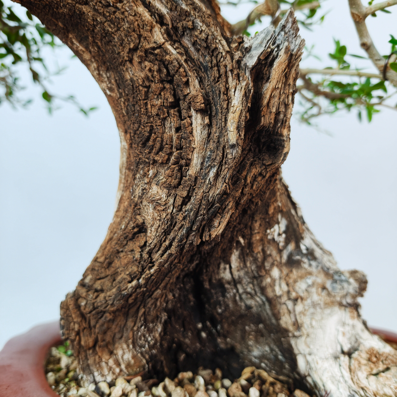OLEA VAR SYLVESTRIS - Imagen 5