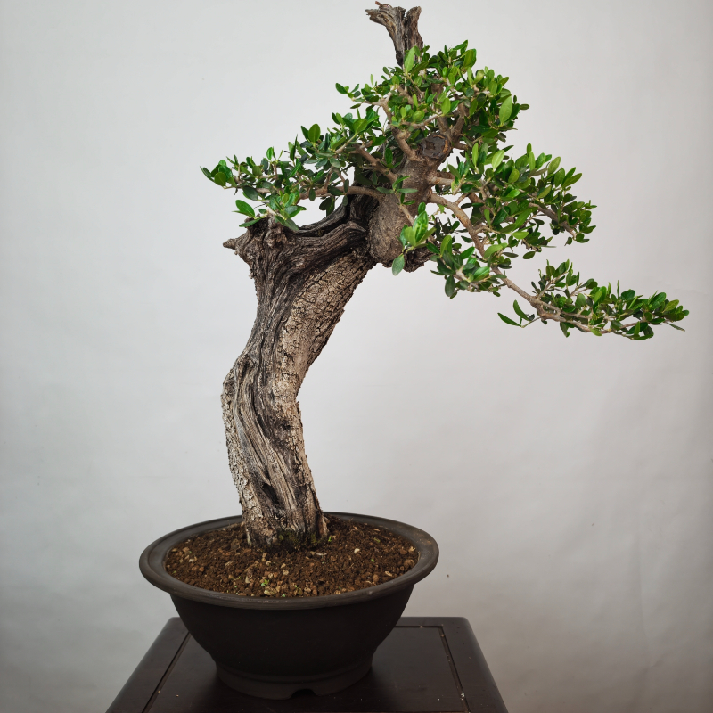 OLEA VAR SYLVESTRIS