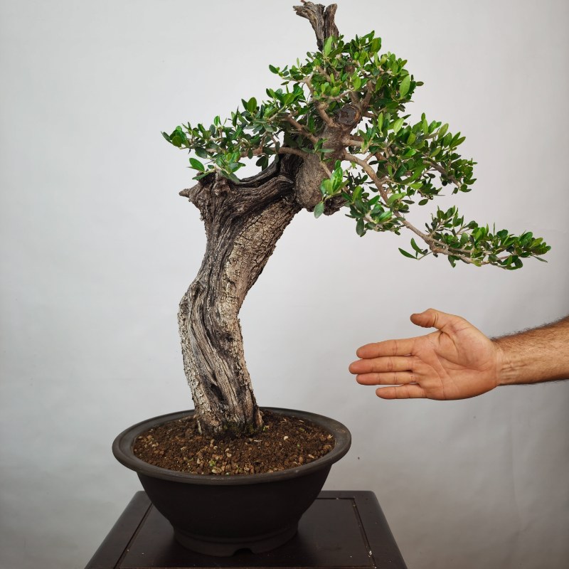 OLEA VAR SYLVESTRIS - Imagen 4