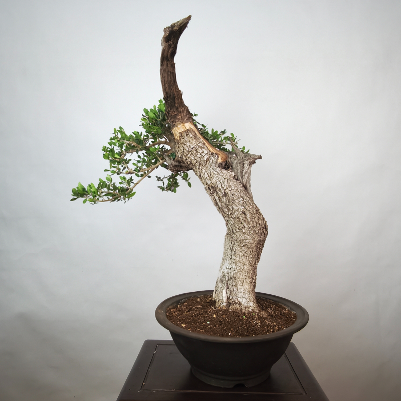OLEA VAR SYLVESTRIS - Imagen 5
