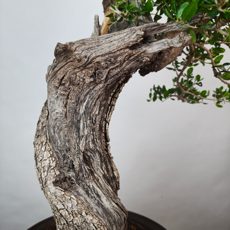 OLEA VAR SYLVESTRIS - Imagen 6