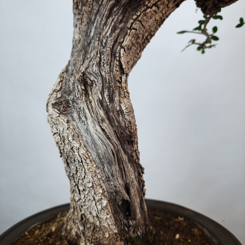 OLEA VAR SYLVESTRIS - Imagen 7
