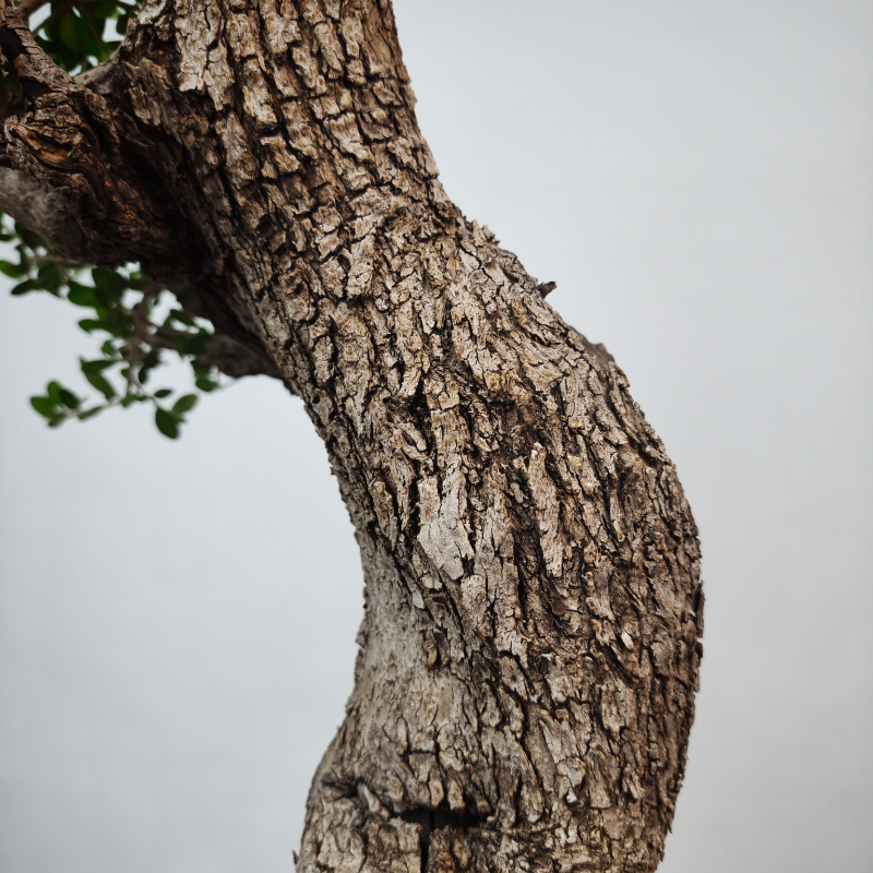 OLEA VAR SYLVESTRIS - Imagen 8