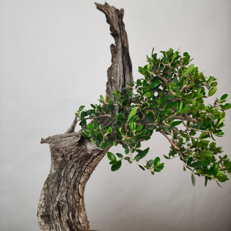 OLEA VAR SYLVESTRIS - Imagen 9