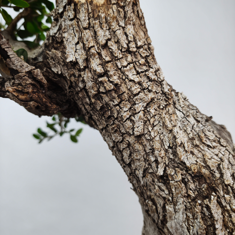 OLEA VAR SYLVESTRIS - Imagen 10