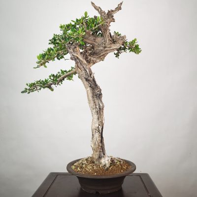 OLEA VAR SYLVESTRIS