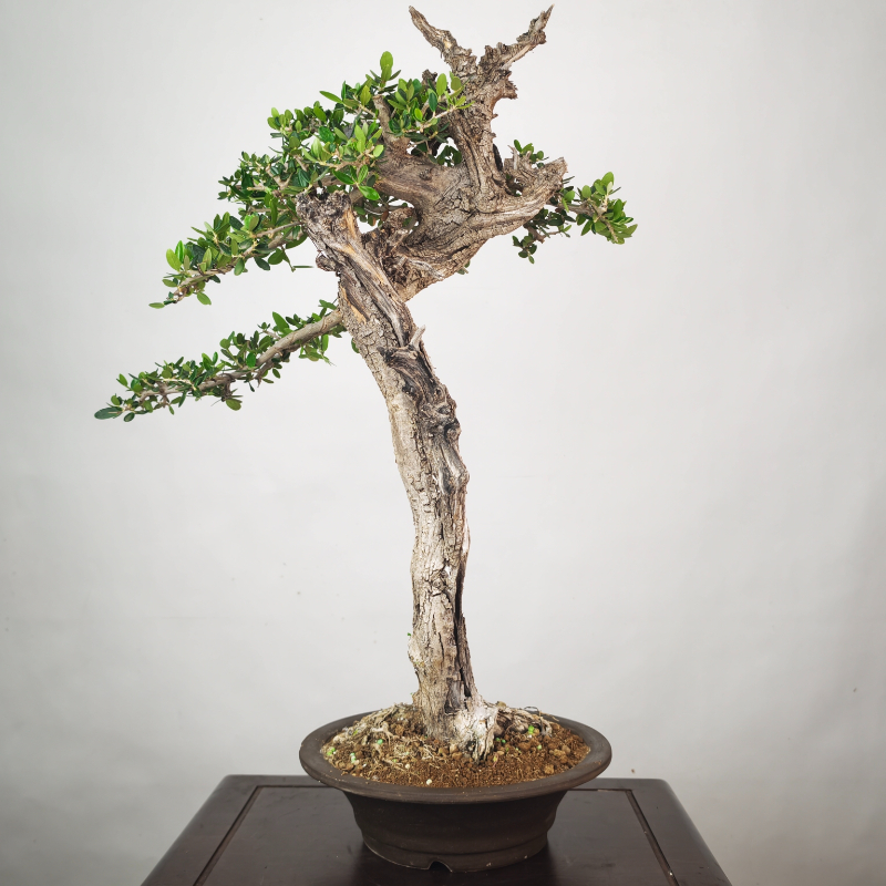 OLEA VAR SYLVESTRIS