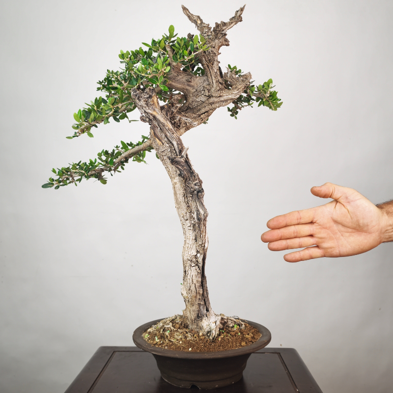 OLEA VAR SYLVESTRIS - Imagen 2
