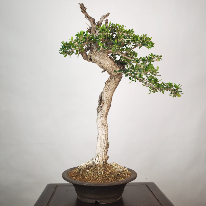 OLEA VAR SYLVESTRIS - Imagen 3