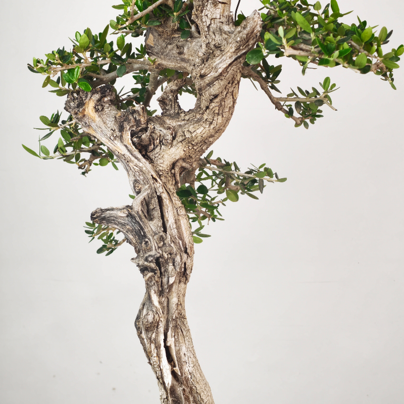 OLEA VAR SYLVESTRIS - Imagen 4