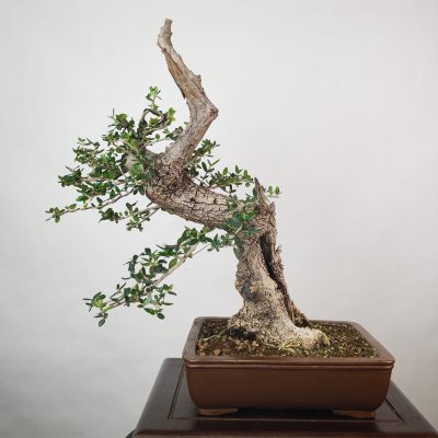 OLEA VAR SYLVESTRIS