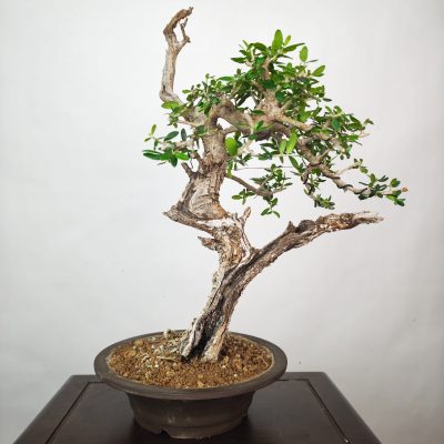OLEA VAR SYLVESTRIS