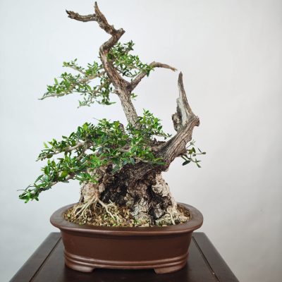 OLEA VAR SYLVESTRIS