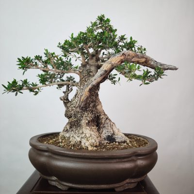 OLEA VAR SYLVESTRIS