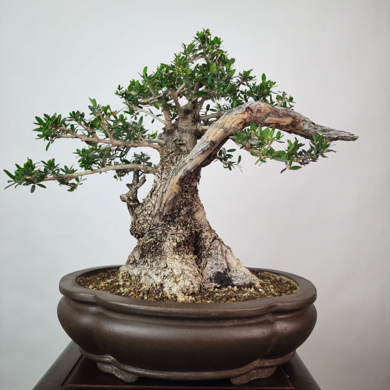 OLEA VAR SYLVESTRIS