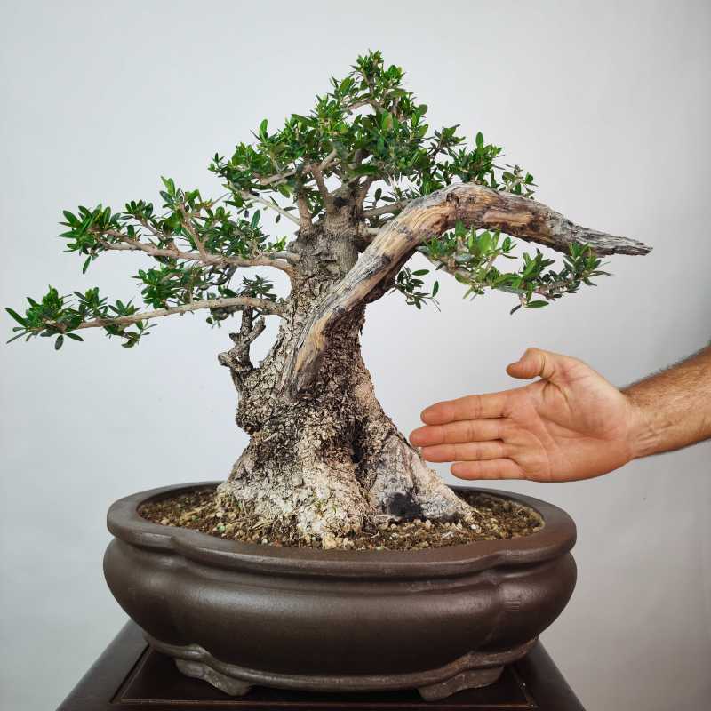 OLEA VAR SYLVESTRIS - Imagen 4