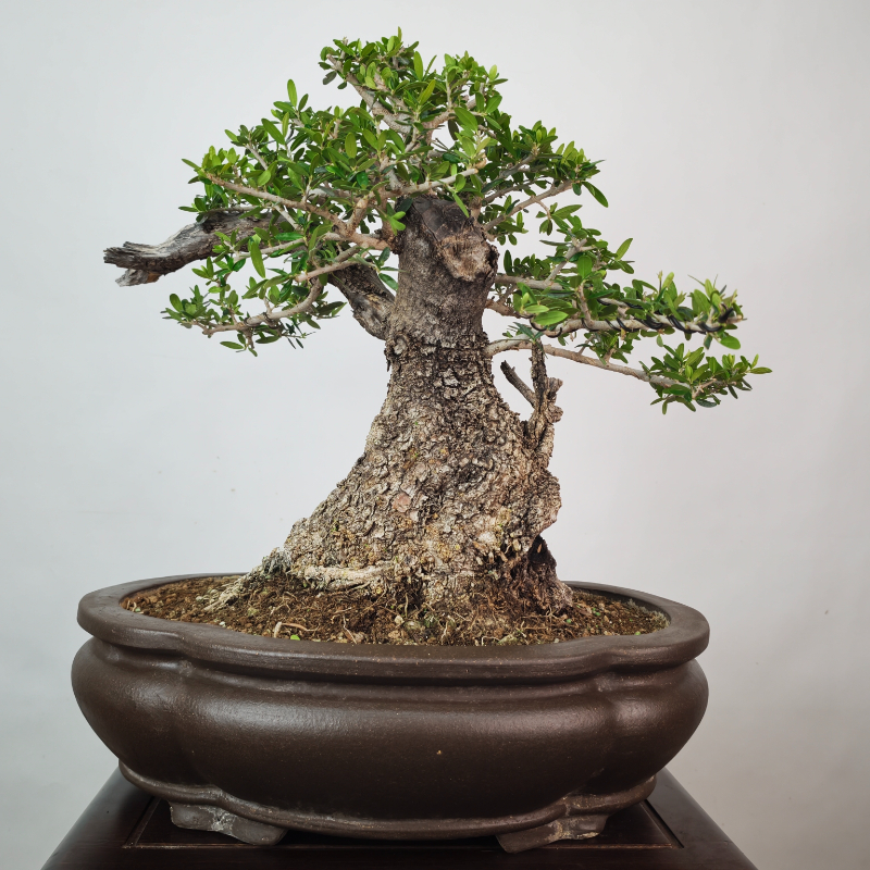 OLEA VAR SYLVESTRIS - Imagen 5