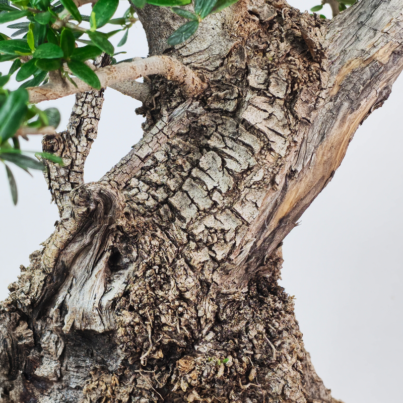 OLEA VAR SYLVESTRIS - Imagen 6