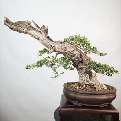 OLEA VAR SYLVESTRIS