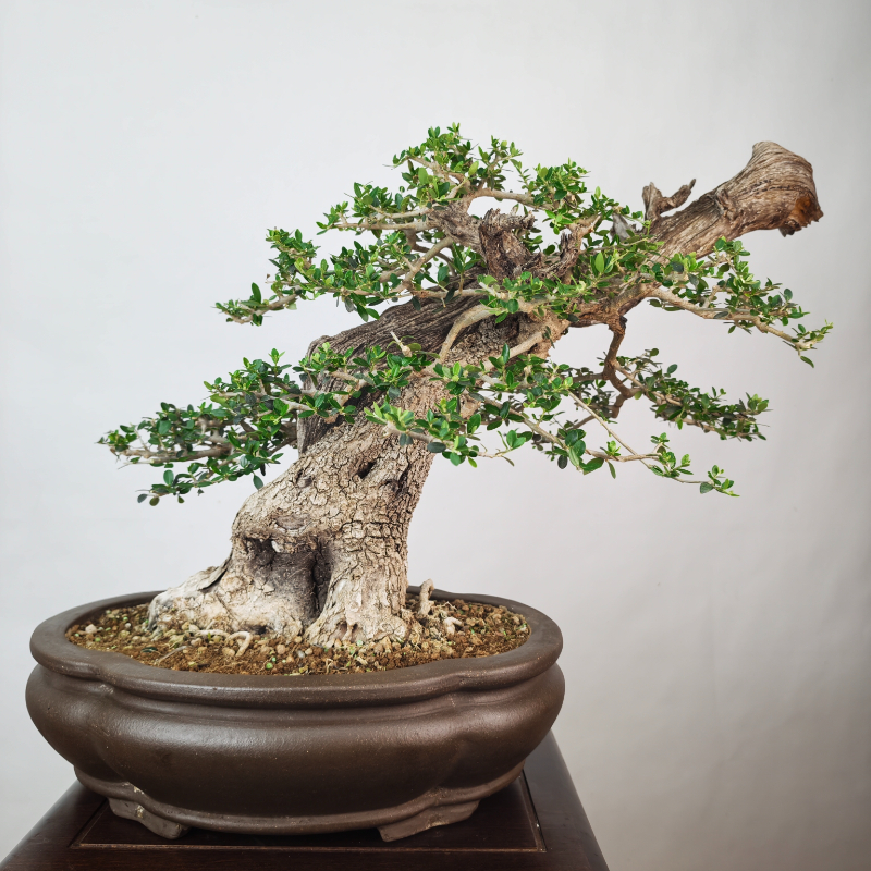 OLEA VAR SYLVESTRIS - Imagen 5
